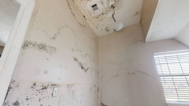 Best Commercial Mold Inspection  in Watertown, MN