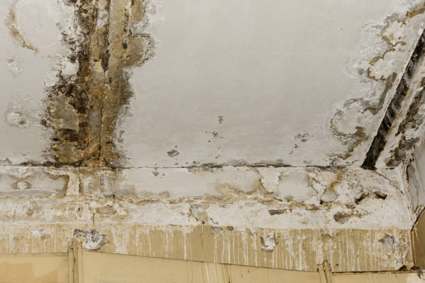 Best Mold Documentation for Insurance Claims  in Watertown, MN