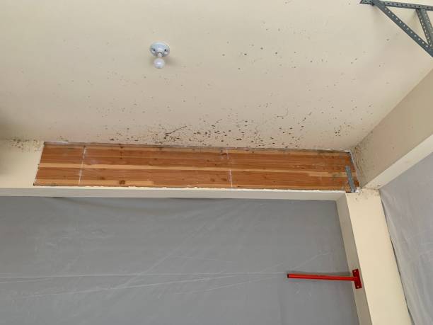 Best Black Mold Removal  in Watertown, MN