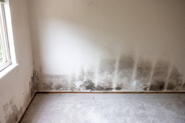 Mold Remediation for Vacation Homes in Watertown, MN