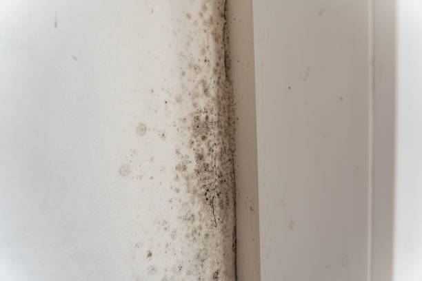 Best Black Mold Removal  in Watertown, MN