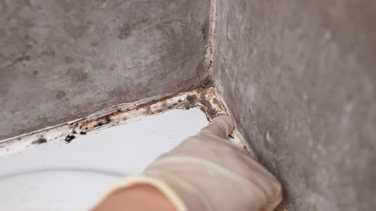 Best Mold Remediation for Rental Properties  in Watertown, MN